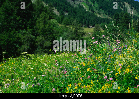 Prato alpino nel Parco Nazionale del Mercantour, Alpi Marittime Francia Foto Stock