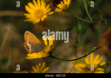 La brughiera di perla farfalla coenonympha arcania Foto Stock