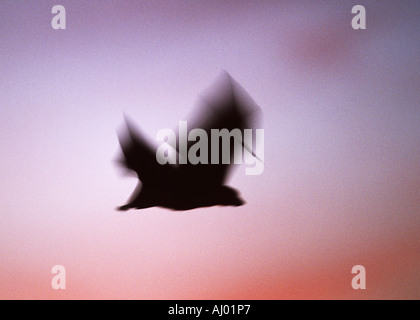 Frutto Bat tornando a roost all'alba Mahe Seychelles MA001163 Foto Stock