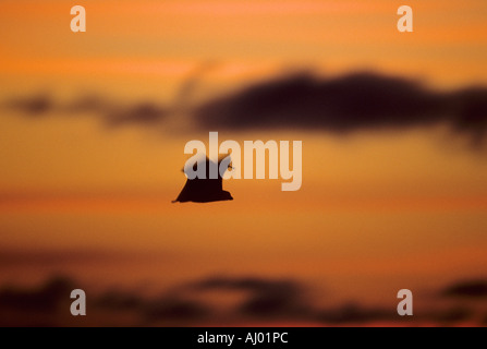 Frutto Bat tornando a roost all'alba Mahe Seychelles MA001164 Foto Stock