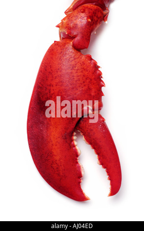 Lobster Claw su sfondo bianco Foto Stock