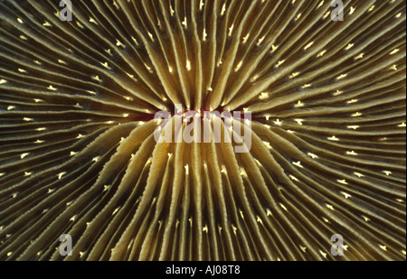 Una chiusura del centro di un fondale di corallo a fungo (Fungia fungites). Foto Stock