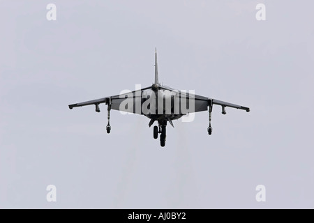 Harrier nel passare il puntatore del mouse Foto Stock