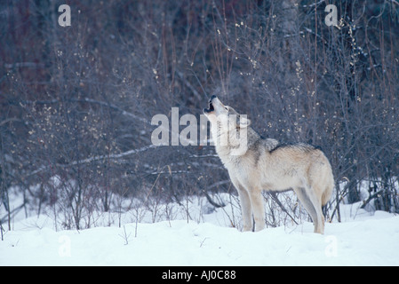 Lupo Canis lupus ululati in inverno la neve il vapore di respiro alla deriva nel vento della contea di Flathead in Montana Foto Stock