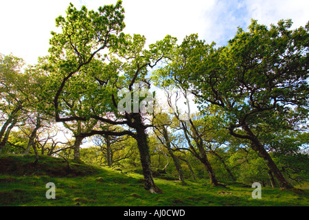 Naturali misti di bosco di quercia vicino punto di Erba Isle of Mull in estate sole Argyll & Bute Ebridi Interne in Scozia UK Regno Foto Stock