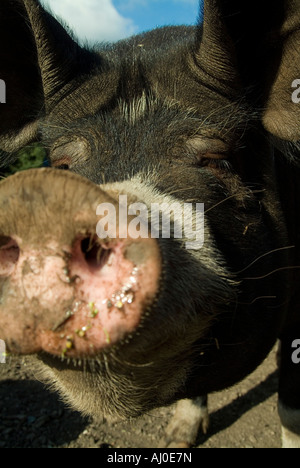 Close up colpo alla testa del maiale berkshire seminare con muso fangose Foto Stock