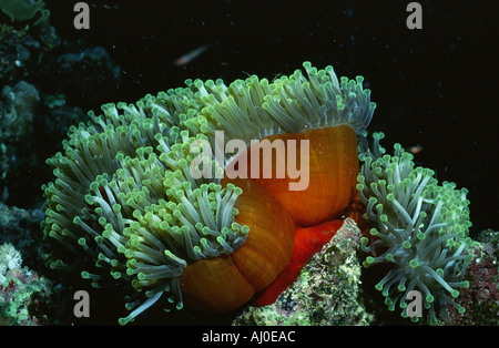 Anemone nel selvaggio. Foto Stock