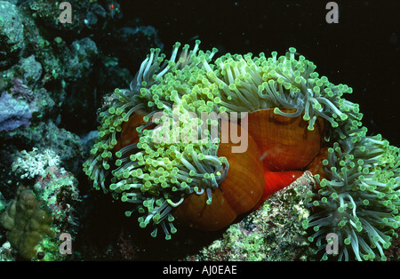 Anemone nel selvaggio. Foto Stock