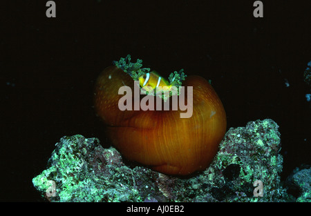 Anemone nuotare sotto l'acqua. Foto Stock