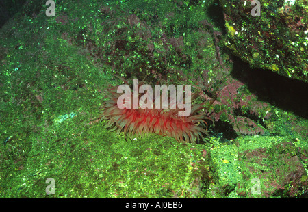 Anemone nuotare sotto l'acqua. Foto Stock