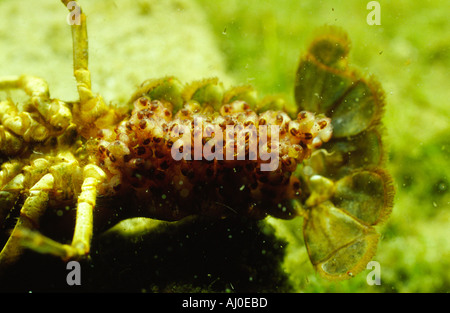 L'aragosta nel selvaggio. Foto Stock