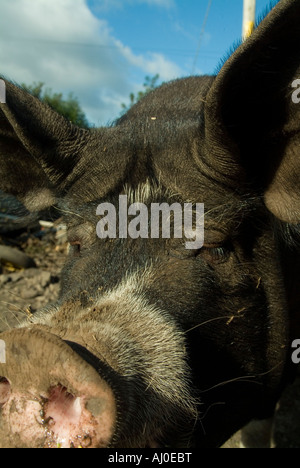 Close up colpo alla testa del maiale berkshire seminare con muso fangose Foto Stock