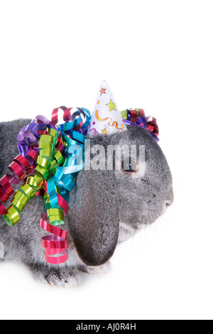 Grigio orecchio lop rabbit indossando compleanno hat e nastro isolati su sfondo bianco Foto Stock