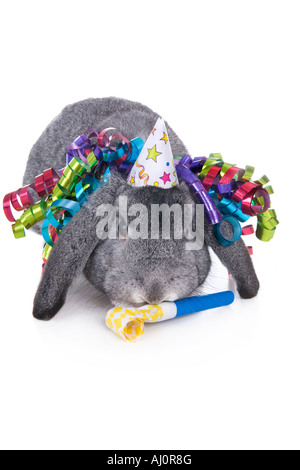 Grigio orecchio lop rabbit indossando compleanno rumore hat maker e nastro isolati su sfondo bianco Foto Stock