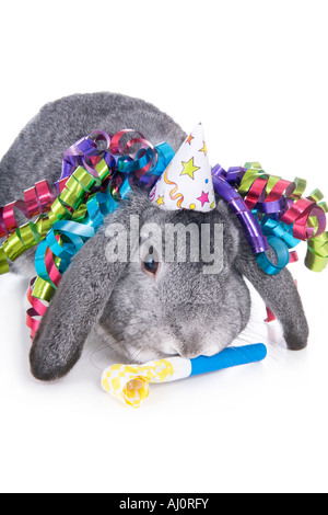 Grigio orecchio lop rabbit indossando compleanno rumore hat maker e nastro isolati su sfondo bianco Foto Stock