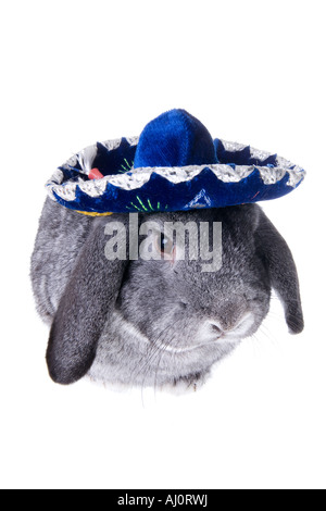 Grigio orecchio lop rabbit indossa sombrero messicano hat isolati su sfondo bianco Foto Stock