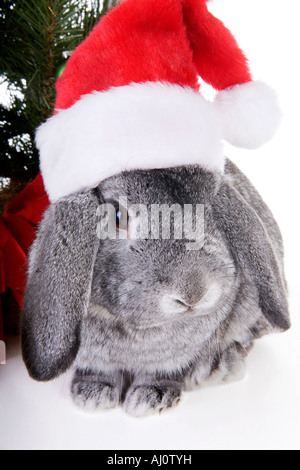 Mini grigio Lop orecchio coniglio con albero di Natale e regali e indossando il bianco e il rosso calza hat isolati su sfondo bianco Foto Stock