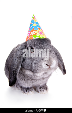 Mini grigio Lop orecchio coniglio con compleanno hat su isolati su sfondo bianco Foto Stock