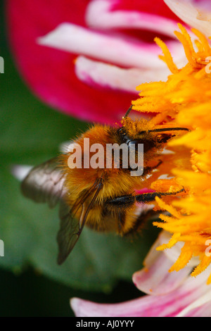 Ape su stami gialli di candy-striped dahlia Foto Stock