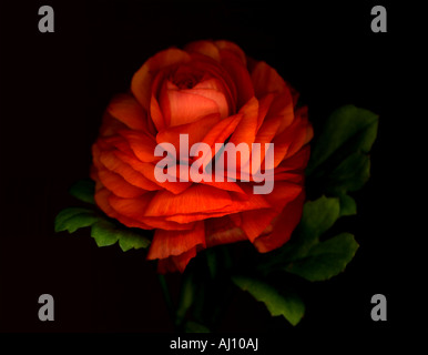 Unico orange Ranunculus flower Foto Stock