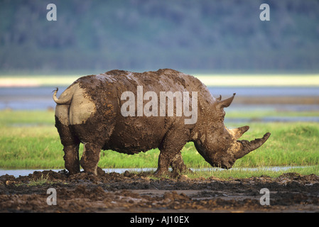 Breitmaulnashorn Weisses Nashorn rinoceronte bianco fangoso Ceratotherium simum Lake Nakuru Kenia Afrika Foto Stock