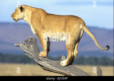 Loewe African Lion weibchen femmina si arrampica albero caduto Panthera leo Masia Mara Kenia Afrika Foto Stock