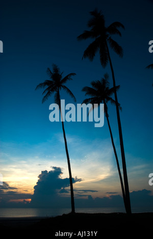 Silhouette di palme da cocco nelle prime ore del mattino. Foto Stock