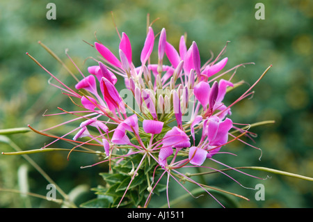 Spider flower Cleome spinosa Foto Stock