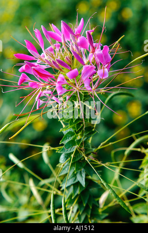 Spider flower Cleome spinosa Foto Stock