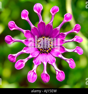 Unico colore porpora Osteospermum spooned o Cape Margherita con i suoi petali arricciato Foto Stock