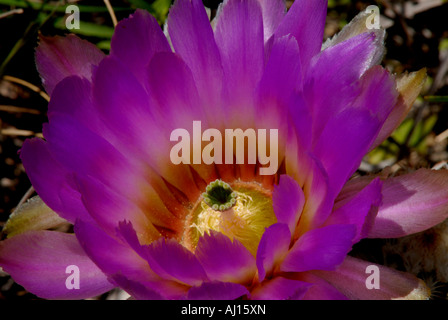 Pizzo, cactus Echinocereus reichenhachii, fotografato vicino a Wimberly, Texas, Stati Uniti d'America su strada. Questo è un molto bel cactus. Foto Stock