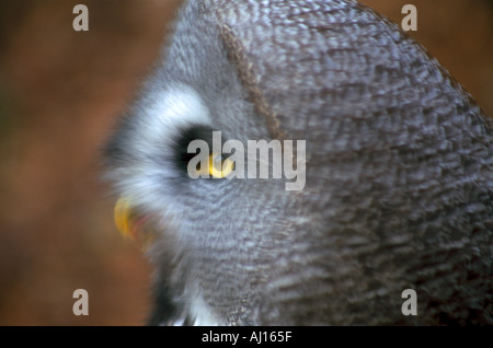 Grande gufo grigio Foto Stock