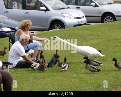 Vecchia coppia seduta su prato accanto a un canale di alimentazione e del cigno anatre Foto Stock