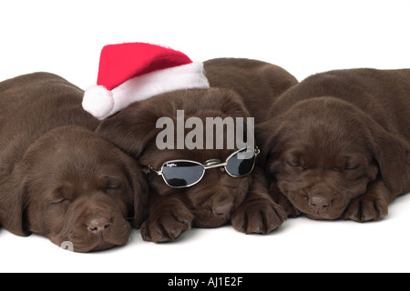 Il laboratorio del cioccolato cuccioli di Natale dormendo Foto Stock