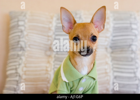 Ritratto di Chihuahua cucciolo indossando green Polo shirt seduta sul lettino nella parte anteriore di cuscini. Foto Stock