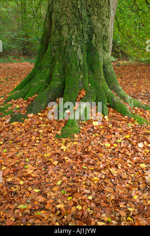 Moss coperto il tronco di un vecchio faggio e caduta foglie durante la stagione autunnale Foto Stock