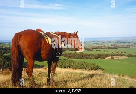 Percorsi per Pony Nuova Zelanda vacanze equitazione Foto Stock