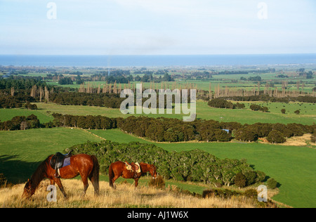 Percorsi per Pony Nuova Zelanda vacanze equitazione Foto Stock