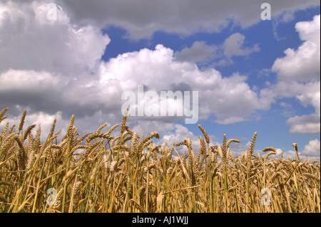 Campo di grano sotto un azzurro cielo nuvoloso Foto Stock