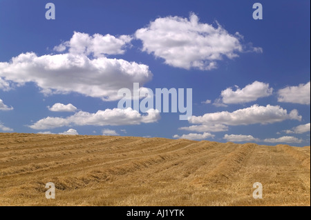 Campo d'oro di fieno tagliato contro un bel blu cielo molto nuvoloso Foto Stock