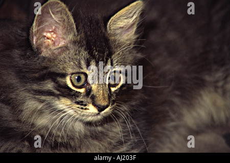 Poco mix persiano citten cat Foto Stock