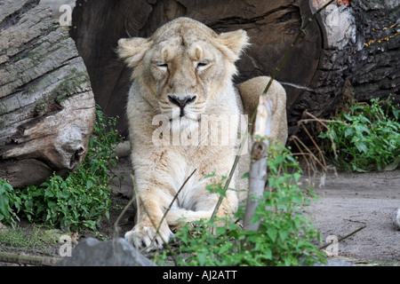 Ritratto di una leonessa femmina (Panthera Leo) visto in Govenors Camp il Massai Mara, Kenya Foto Stock