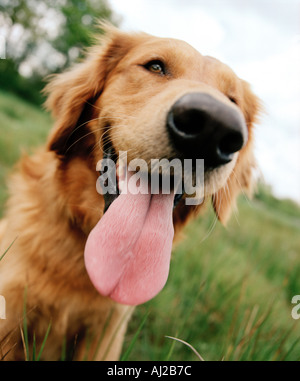 Il golden retriever spuntavano lingua ansimando Foto Stock