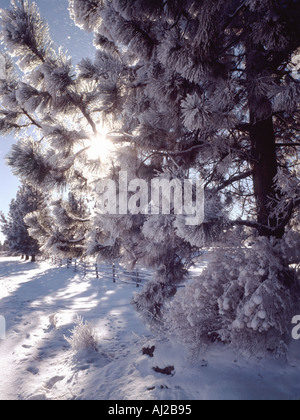 Sun si rompe attraverso snowcovered alberi e fenceline nel centro di Oregon Foto Stock