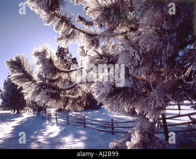 Sun si rompe attraverso snowcovered alberi e fenceline in Oregon Foto Stock