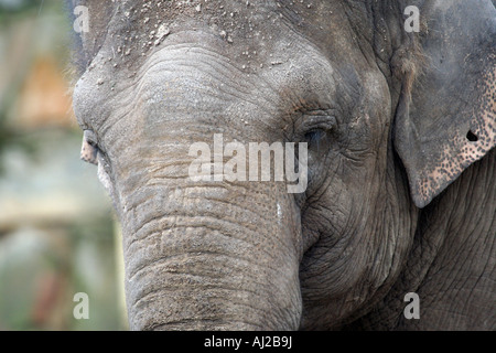 Elefante africano ritratto che mostra il suo volto, visto qui nel Parco Nazionale di Kruger in Sud Africa. Foto Stock