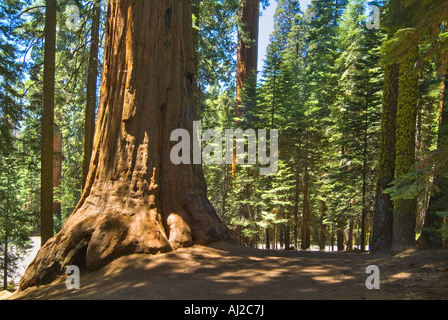 Redwood albero di sequoia dettaglio panoramica, Parco Nazionale di Sequoia Foto Stock