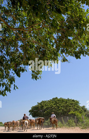 Unità di bestiame durante la stagione secca verso il basso di una del le polverose piste che attraversano il Pantanal UNESCO zone umide del Brasile Foto Stock