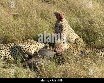 Una famiglia di tre ghepardi maschio mangiare rapidamente la loro uccisione di una giovane gnu prima che essi siano rilevati da iene sulle pianure Foto Stock