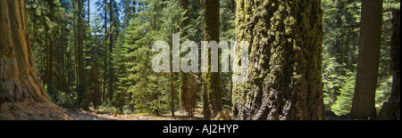 Redwood albero di sequoia dettaglio panoramica, Parco Nazionale di Sequoia Foto Stock